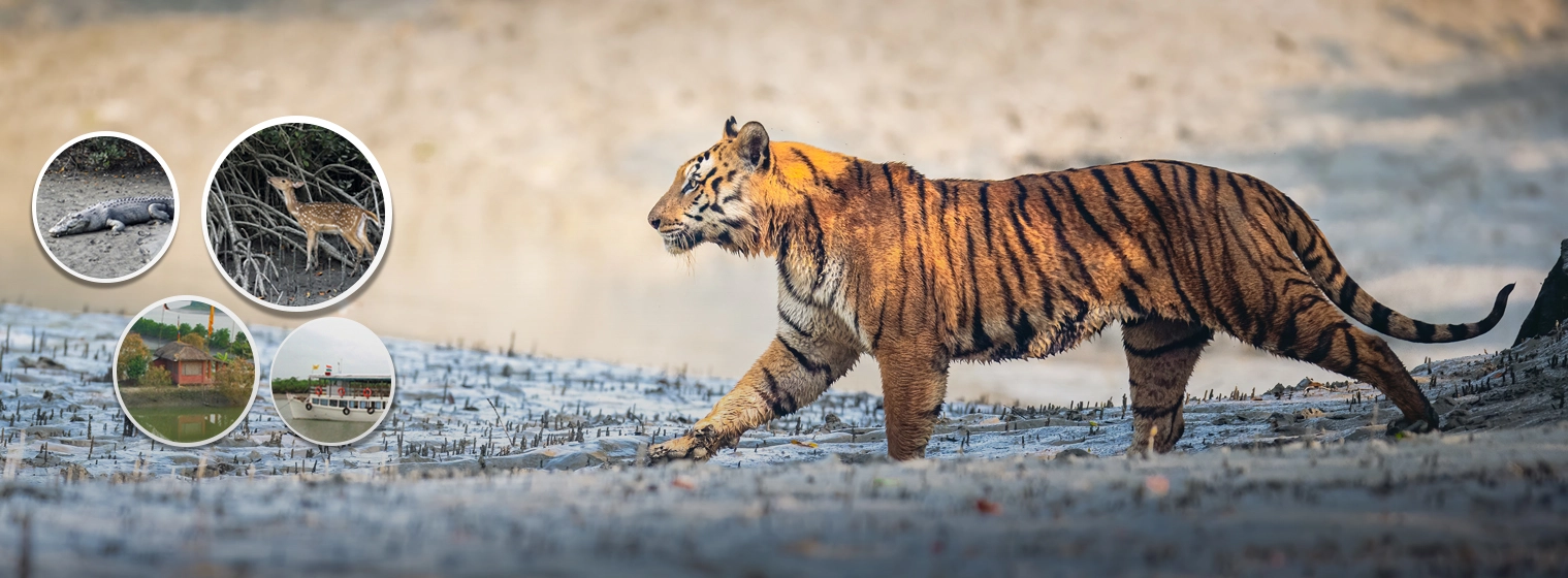 Sundarban Tour Package from Delhi